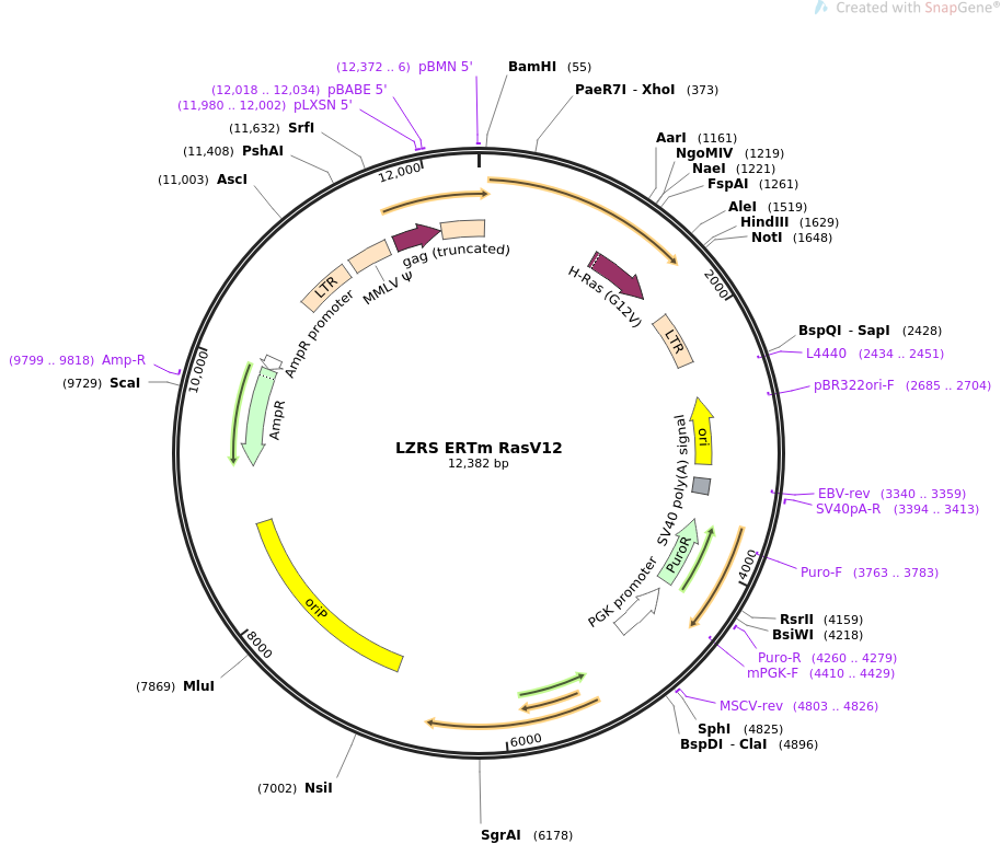 LZRS ERTm RasV12质粒图谱
